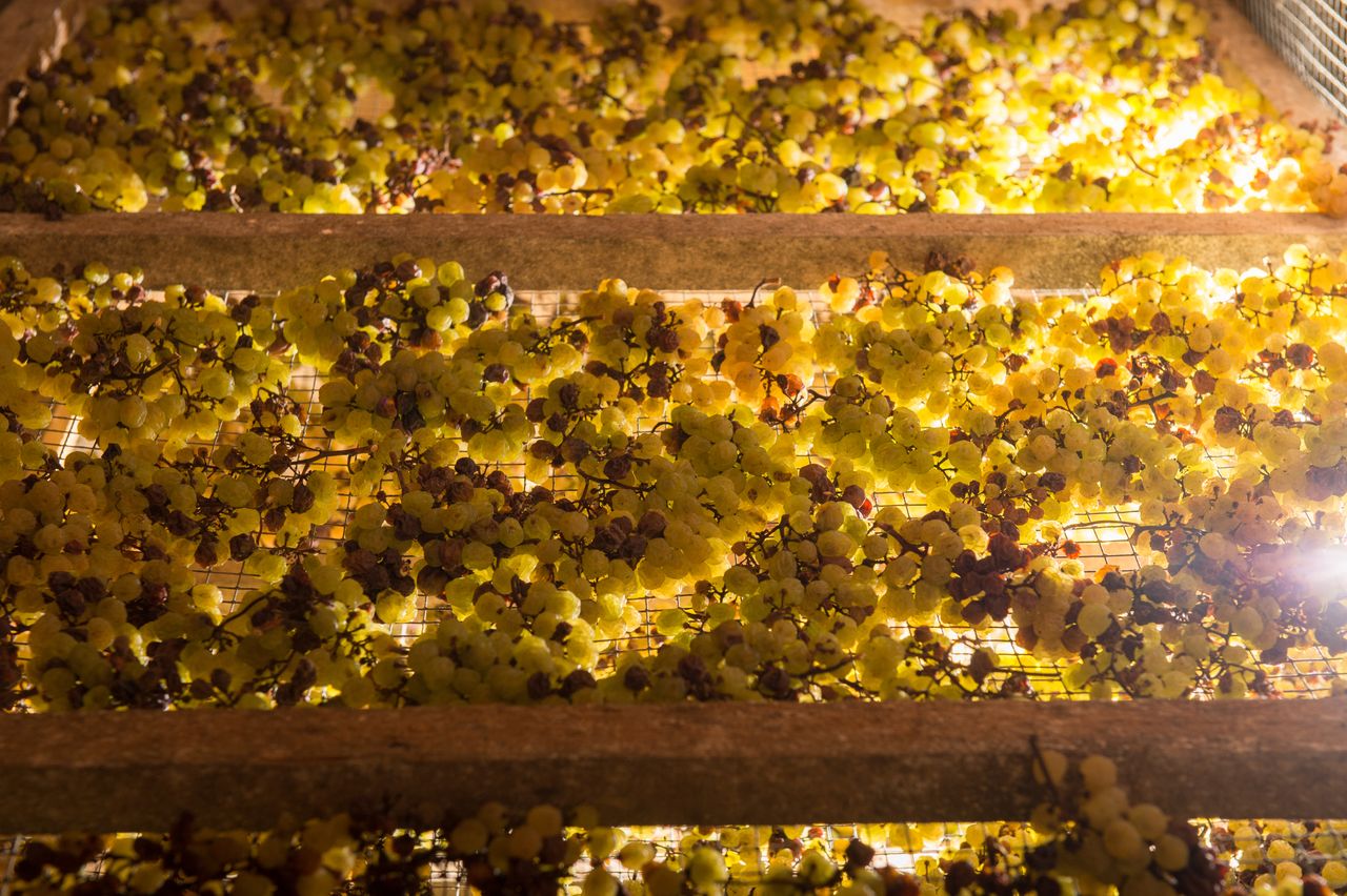 Vignoble Technique Vin de paille Mossu-0021